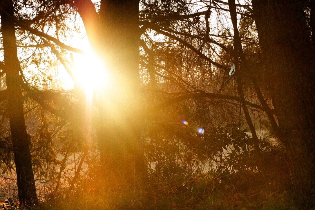Golden light through a forest
